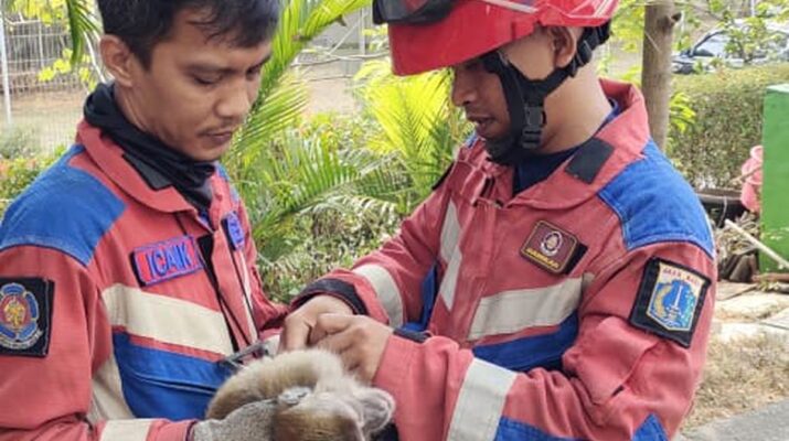 Monyet Liar Masuk Tempat Kursus di PIK, Petugas Damkar Dikerahkan untuk Evakuasi